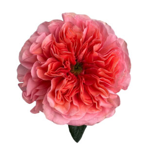 Rosa Candy X‑pression