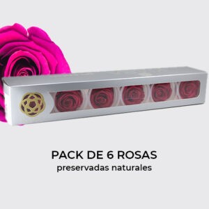 Rosa preservada de botón Kiara Velvet Plum