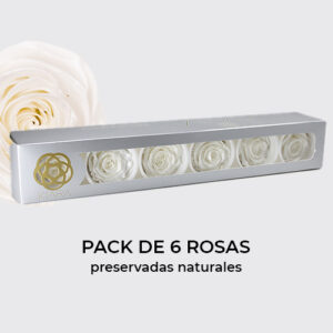 Rosa preservada de botón Kiara Perla