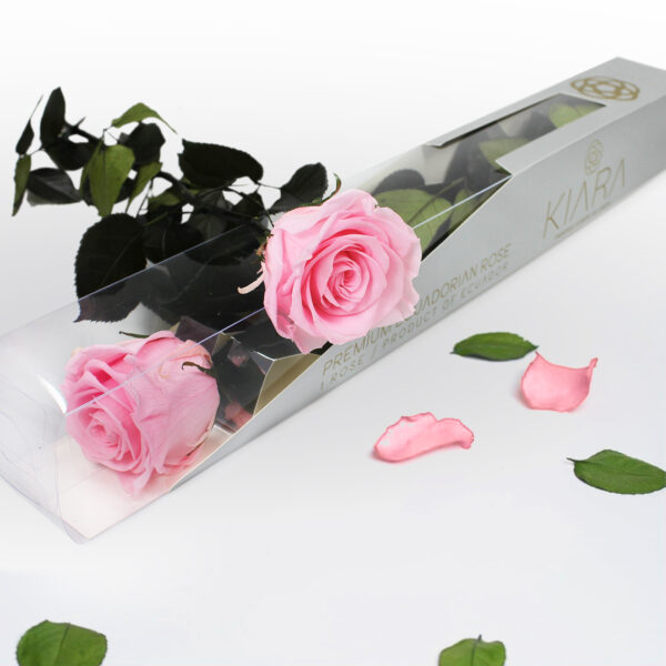 20× Rosa preservada Kiara Rosa – 55 cm - Imagen 2