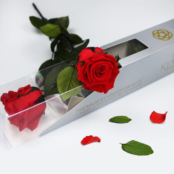 20× Rosa preservada Kiara Roja Vibrante – 55 cm - Imagen 2
