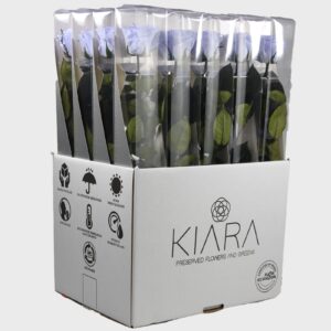 20× Rosa preservada Kiara Cool Lavander – 55 cm