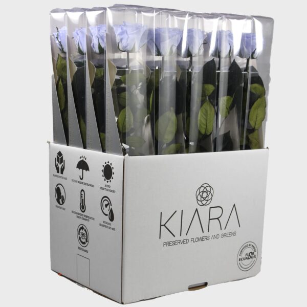 20× Rosa preservada Kiara Cool Lavander – 55 cm