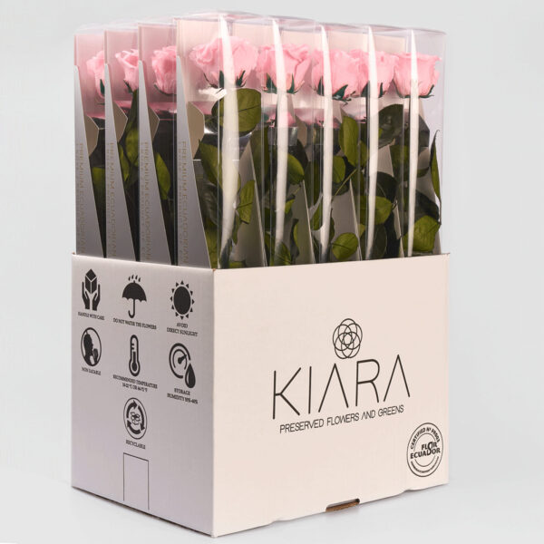 20× Rosa preservada Kiara Rosa – 55 cm
