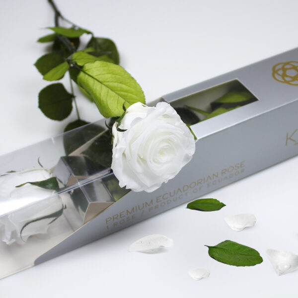 20× Rosa preservada Kiara Blanca – 55 cm - Imagen 2