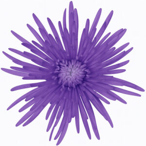 Crisantemo Spider Morado