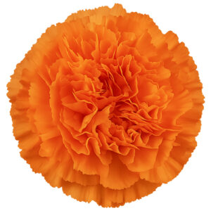 Clavel Fancy Naranja