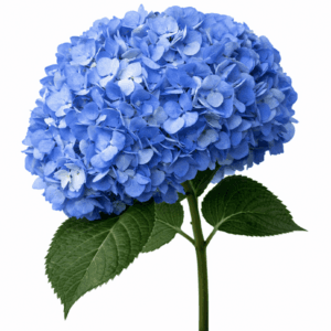 Hortensia Jumbo Azul