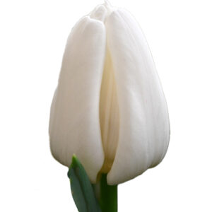 Tulipán Update Blanco