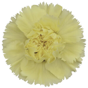 Clavel Select Ilias Amarillo