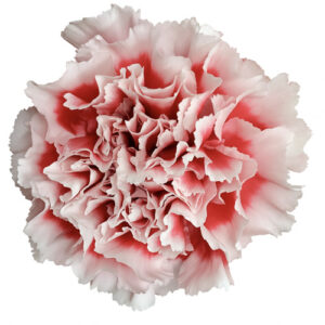Clavel Select Safari