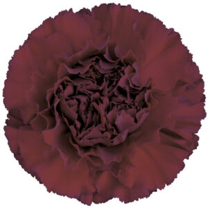 Clavel Select Sangre de Toro Zurigo