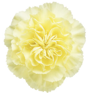 Clavel Wedding Crema