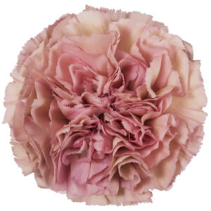 Claver Lege Pink Rosa