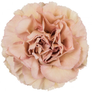 Claver Select Creola Rosa Crema