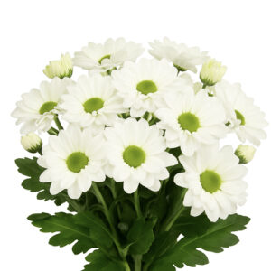 Crisantemo Alma White