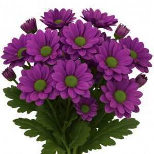 Crisantemo Memphis Purple