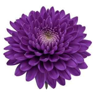 Crisantemo-Monoflor-Morado