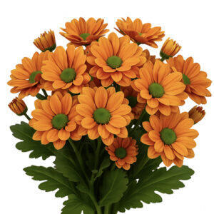 Crisantemo Spring Orange