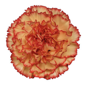 Clavel Fancy Figaro Amarillo