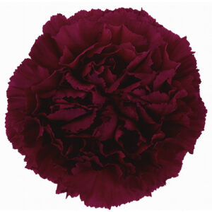 Clavel Fancy Golem Morado