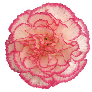 Clavel Fancy Komachi