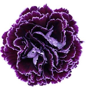 Clavel Fancy Minerva Morado Blanco
