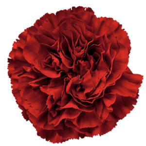 Clavel Select Virgilio