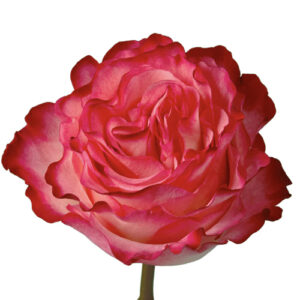 Rosa Enchantment