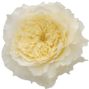 Rosa Patience Cream – 50 cm