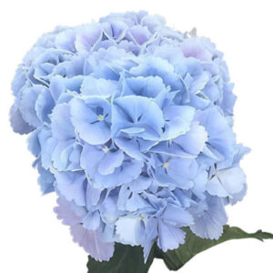 Hortensia Lollypp Blue