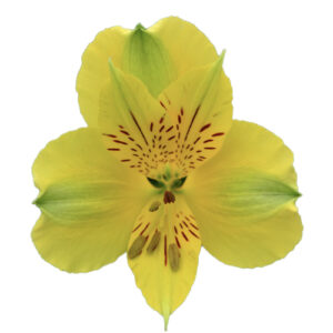 Alstroemeria Perfection Amarilla
