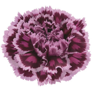Clavel Fancy Nobbio Cherry