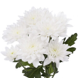 Crisantemo Euro Baltica White Prime