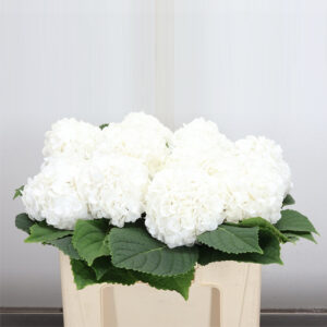 Hortensia Cannonbal