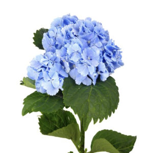 Hortensia Ch Lollypp Bl