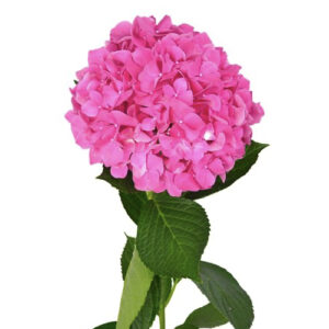 Hortensia Glowing Alps