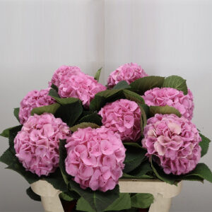 Hortensia My Beutif He Pink