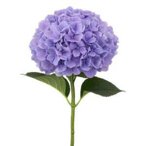 Hortensia ROYAL BENEFIT HOLANDA