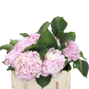 Hortensia Rosa Holanda