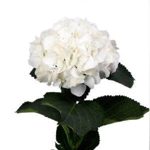 Hortensia Schneeball
