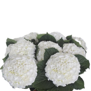 Hortensia Allure Holanda