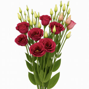 LISIANTHUS Fucsia