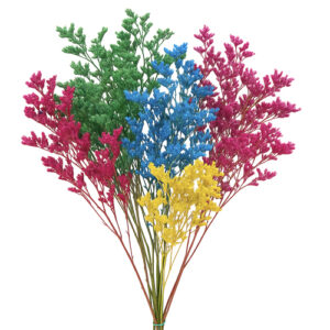 Limonium Arlequin