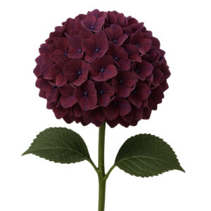 Hortensia Mag Rubyred Holanda