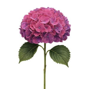 Hortensia Mag Swee Ruby Holanda