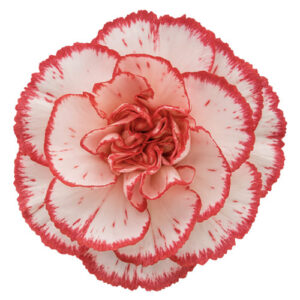 Clavel Pepermit