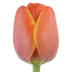 Tulipan Ad Rem