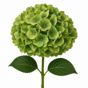 Hortensia Mag Emeral Cl Holanda  80-22