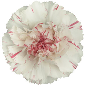 Clavel Standard Yukarry Cherry